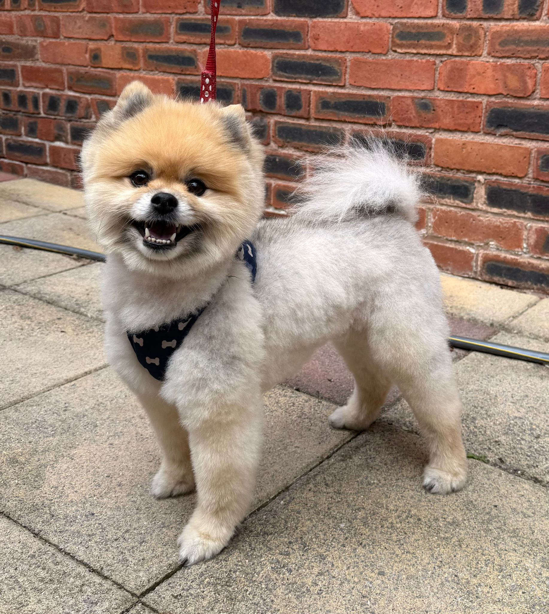 Dog after grooming transformation