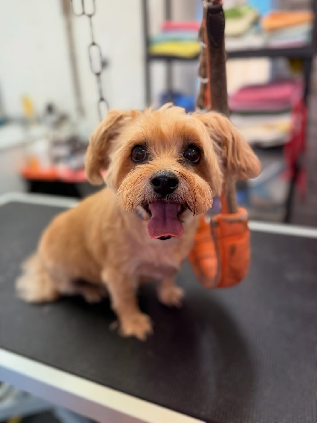 Dog after grooming transformation