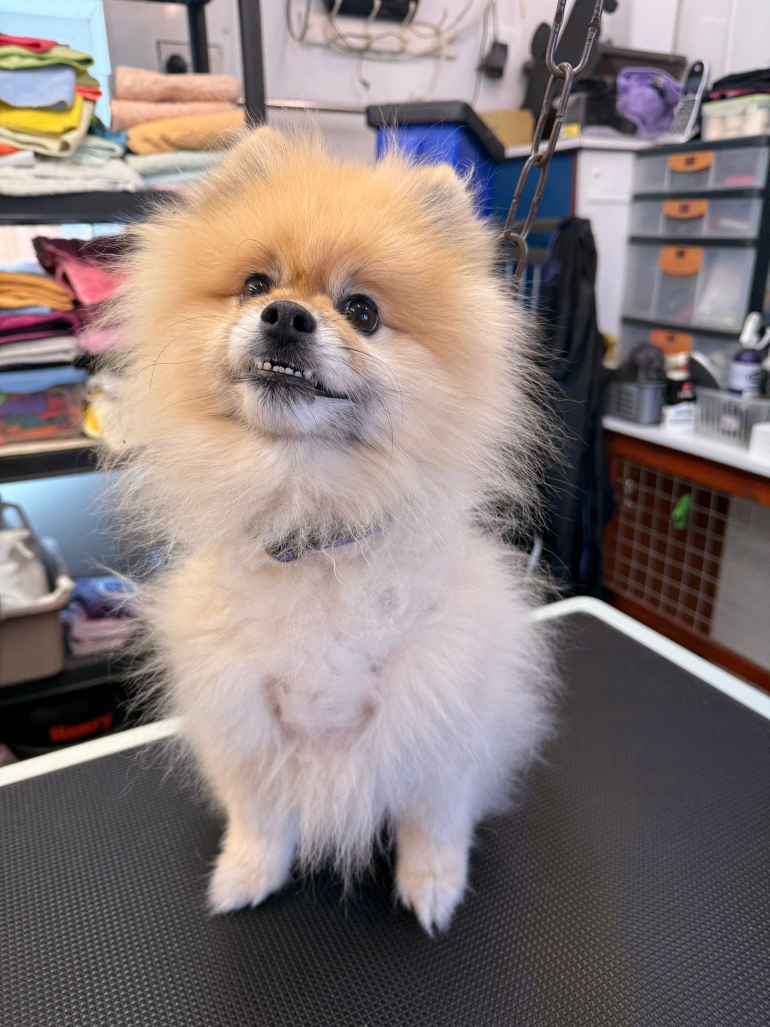 Dog before grooming