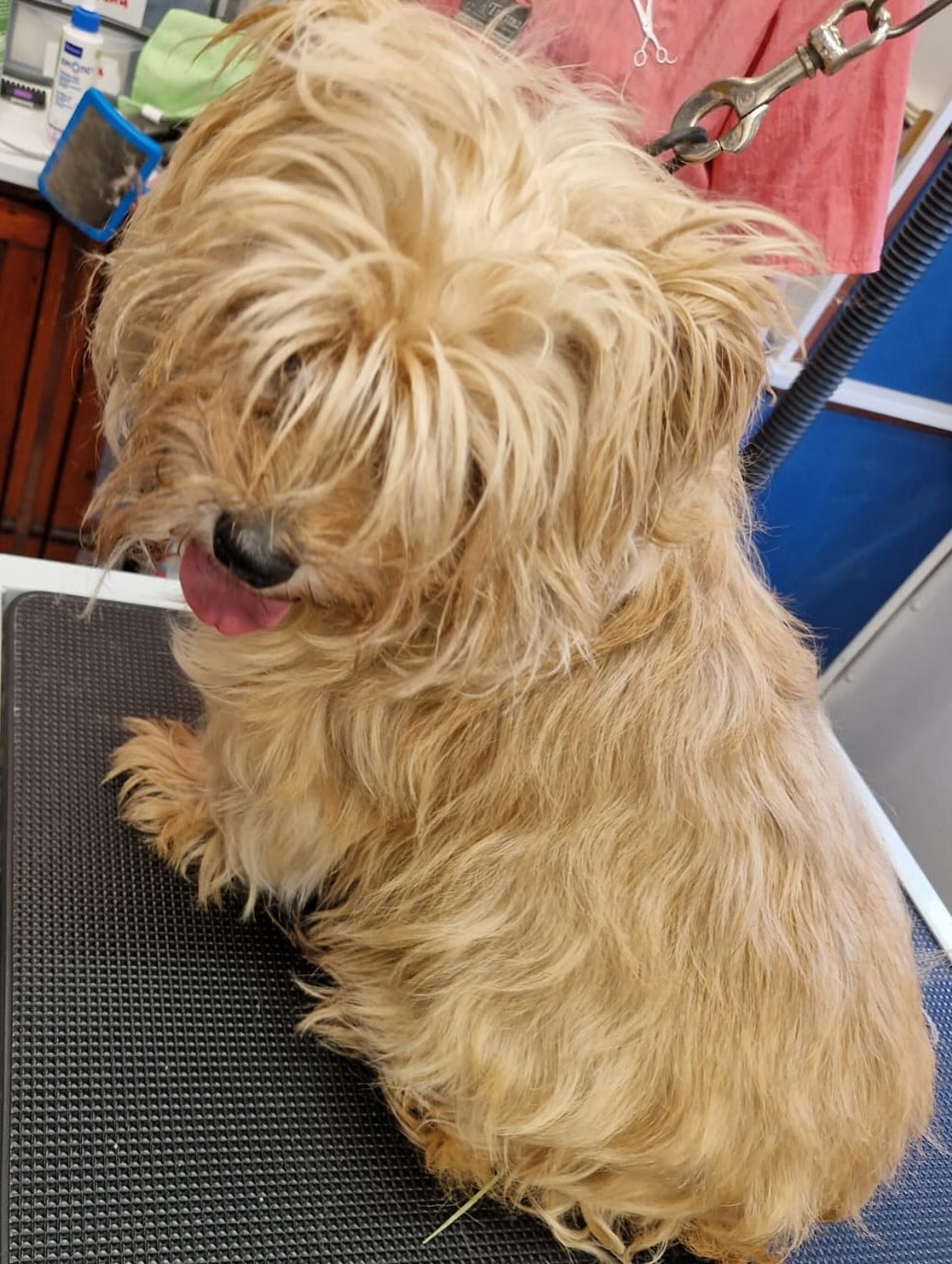Dog before grooming